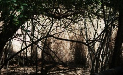 View Of Branches Against The Light
