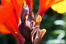 View Of Seed Forming On A Canna