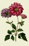Vintage Flower Anemone Japonica