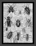 Vintage Insect Poster