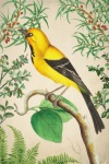 Vintage Art Tropical Bird