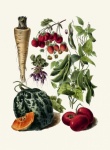 Vintage Vegetables Art Print