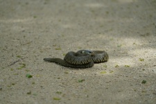 Viper Coiled On The Ground