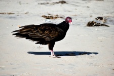 Vulture On The Ocean Beach