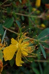 Water Droplets On Hypericum Flower