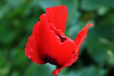 Water Droplets On Red Poppy Flower