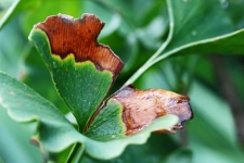 Water Drops On Ginkgo Biloba Leaf
