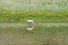 White African Spoonbill In Water