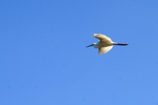 White Bird Flying Against Blue Sky