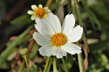 White Coreopsis Close-up