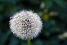White Dandelion Seedhead
