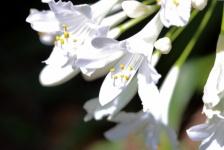 White Florets On Agapanthus