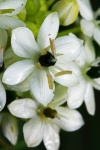 White Florets On Ornithigalum