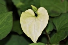 White Heart Shaped Leaf