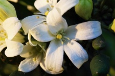 White Orange Jessamine Blossoms