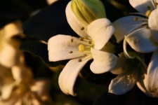 White Orange Jessamine Blossoms