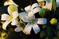 White Orange Jessamine Flowers