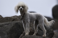 White Poodle Dog On Rock