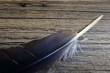 White Quill On A Grey Pen Feather