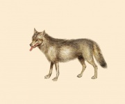 Wolf Animal Vintage Poster
