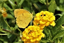 Yellow Butterfly On Yellow Flowers