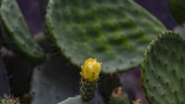 Yellow Cacutus Flower