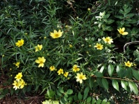 Yellow Coreopsis Flowers In Garden