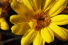 Yellow Flower Crab Spider On Daisy