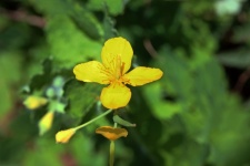 Yellow Flower Of Celandine Weed
