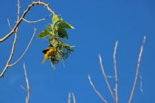 Yellow Masked Weaver Male & Nest