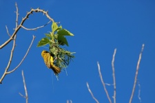 Yellow Masked Weaver Works On Nest