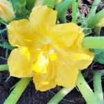 Yellow Squash Flower And Dew