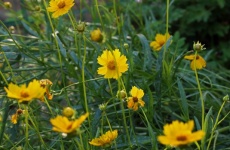 Yellow Tickseed Flowers In A Patch