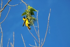 Yellow Weaver Managing Nest