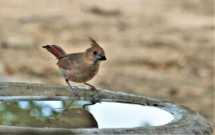 Young Cardinal Bird At Bird Bath