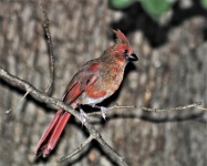 Young Cardinal Bird