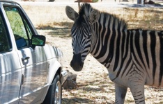 Zebra Standing Close To Vehicle
