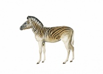 Zebra Animal Vintage Poster