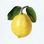 Lemon Vintage Art Illustration