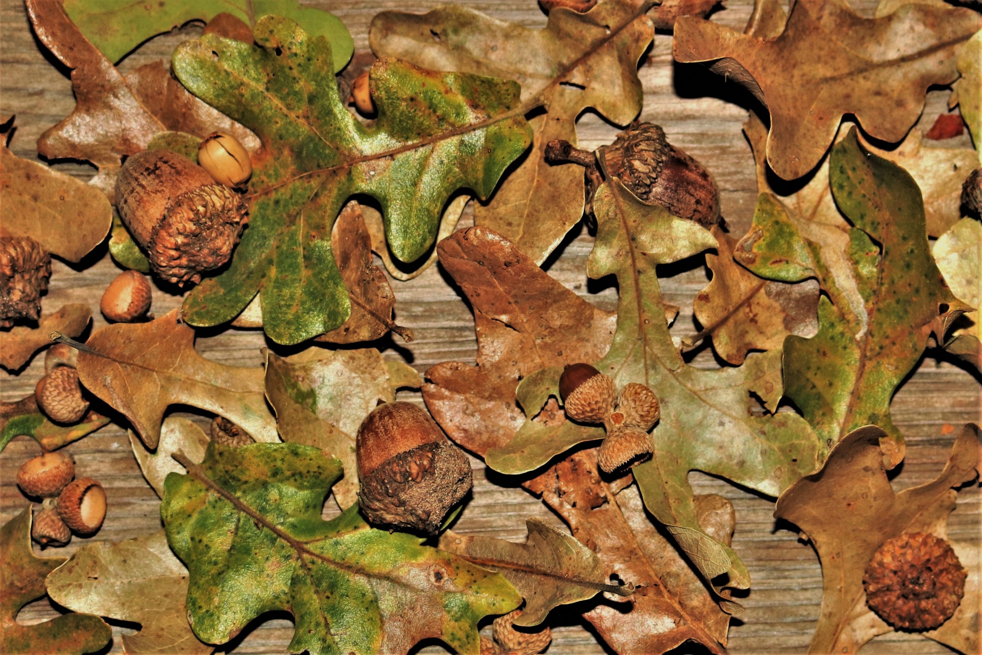 Close-up of acorns and oak leaves scattered on a wood background.