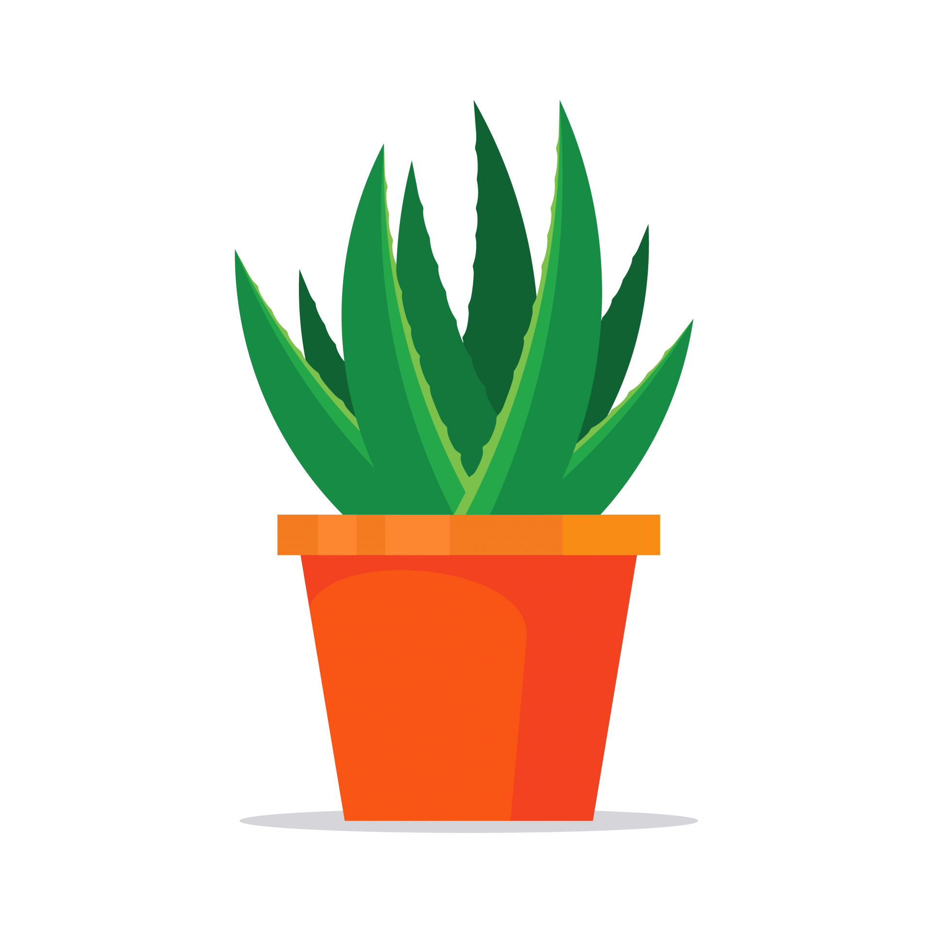 Aloe Plant Illustration Clipart