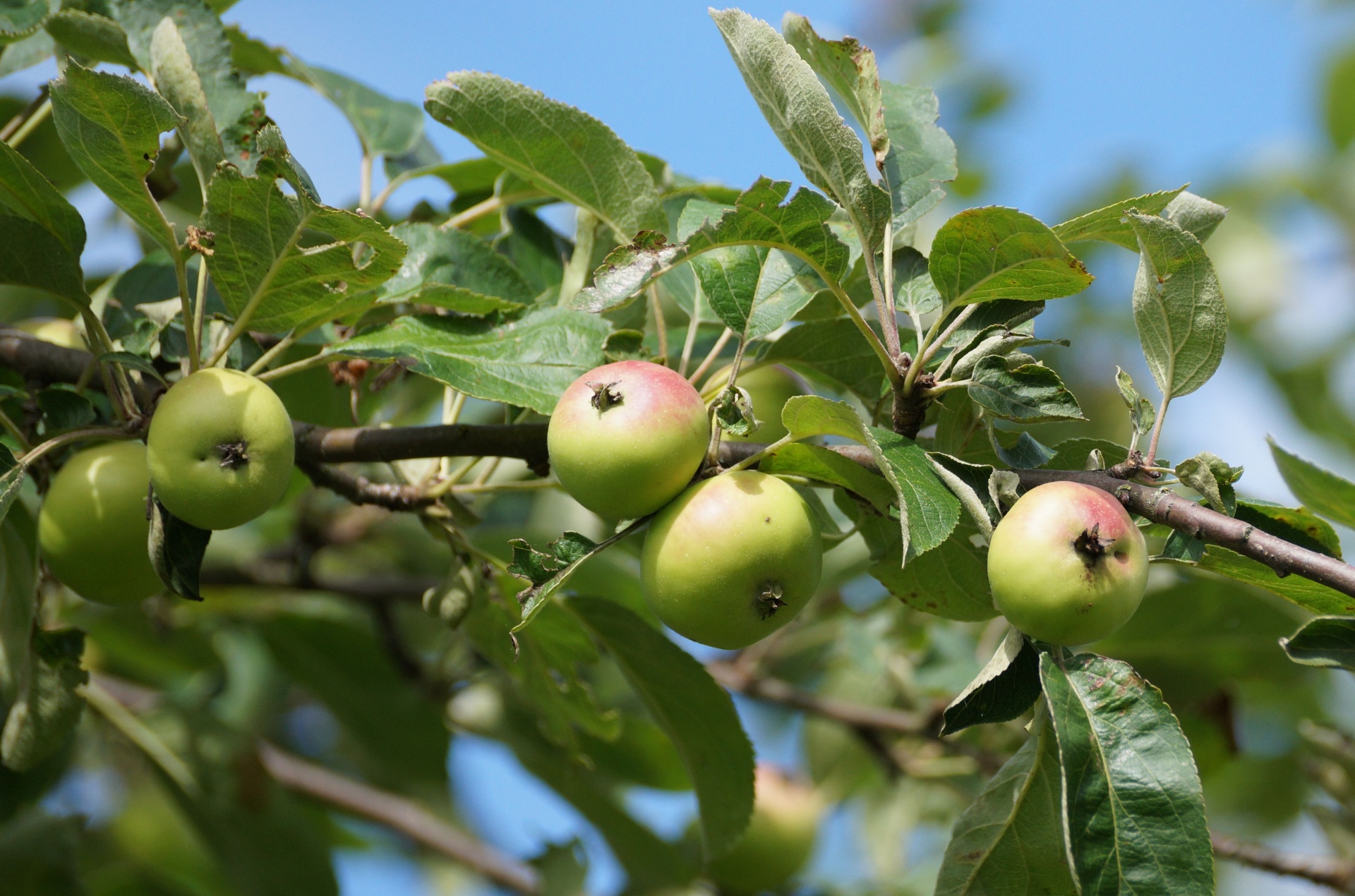 Apples Apple Tree Close Up Photo