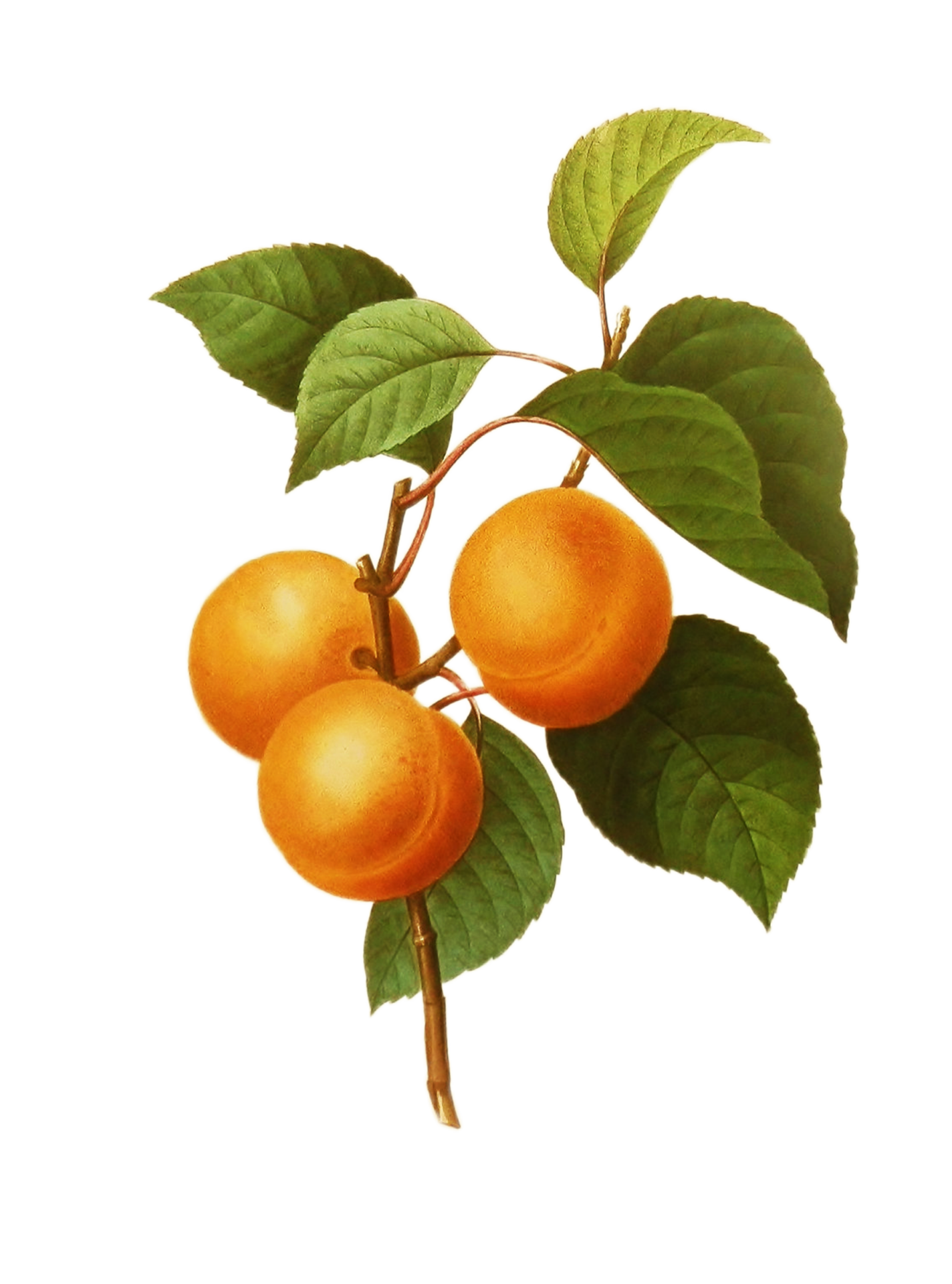 Apricot Fruit Vintage Clipart