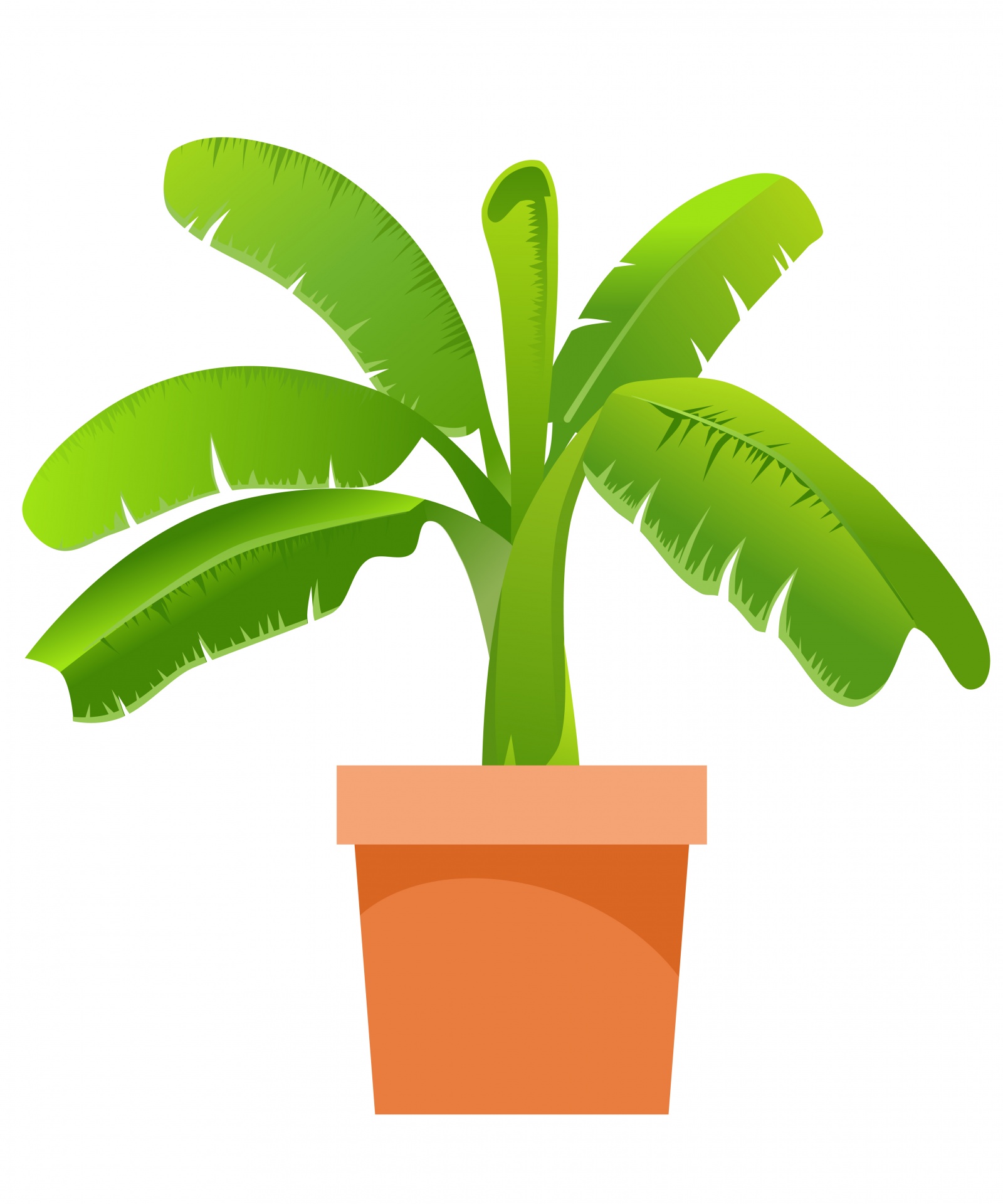 Vector illustration of an banana tree plant in pot clipart on white background