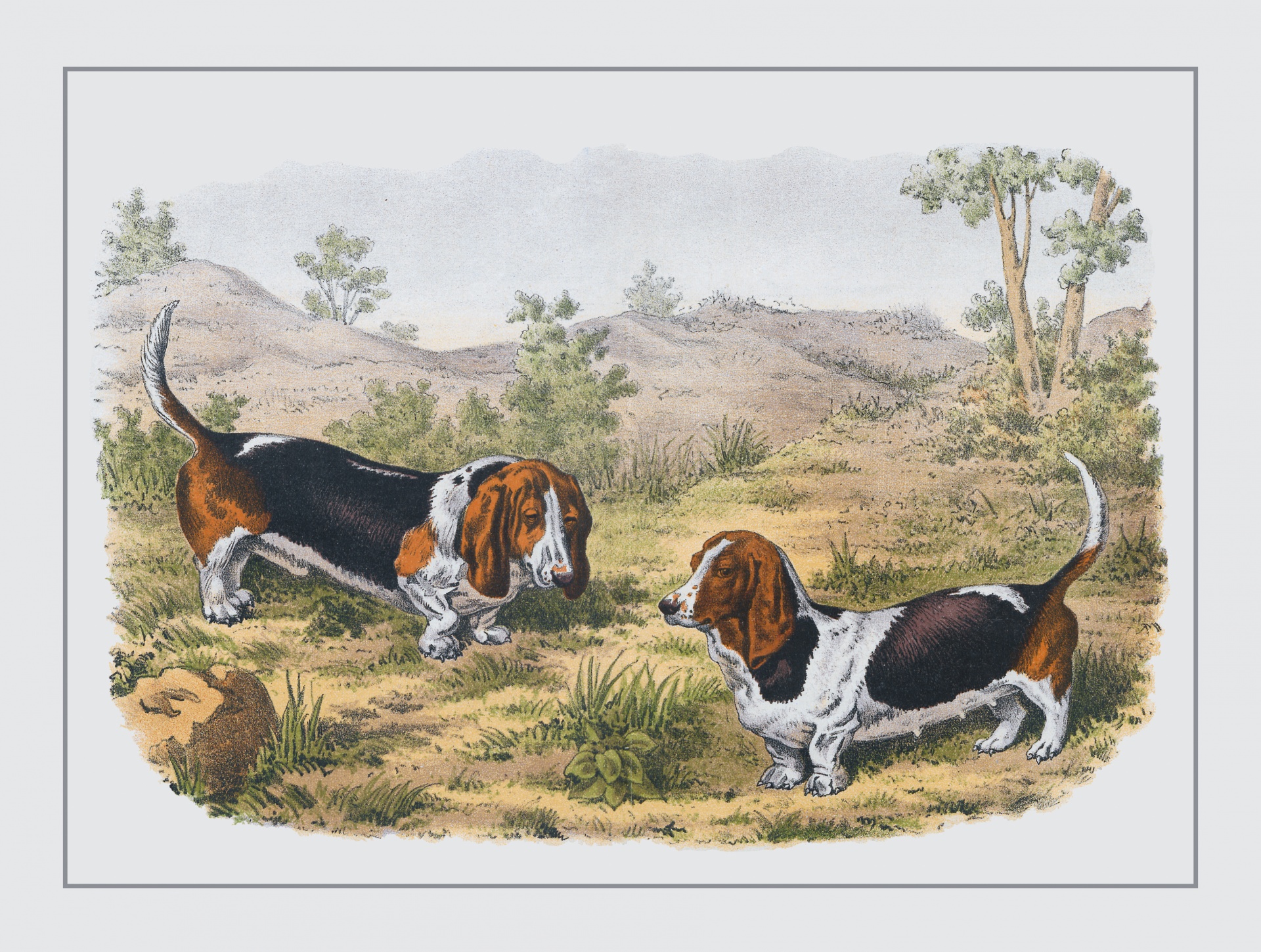 Vintage painting of two basset hound dogs in nature poster, print
