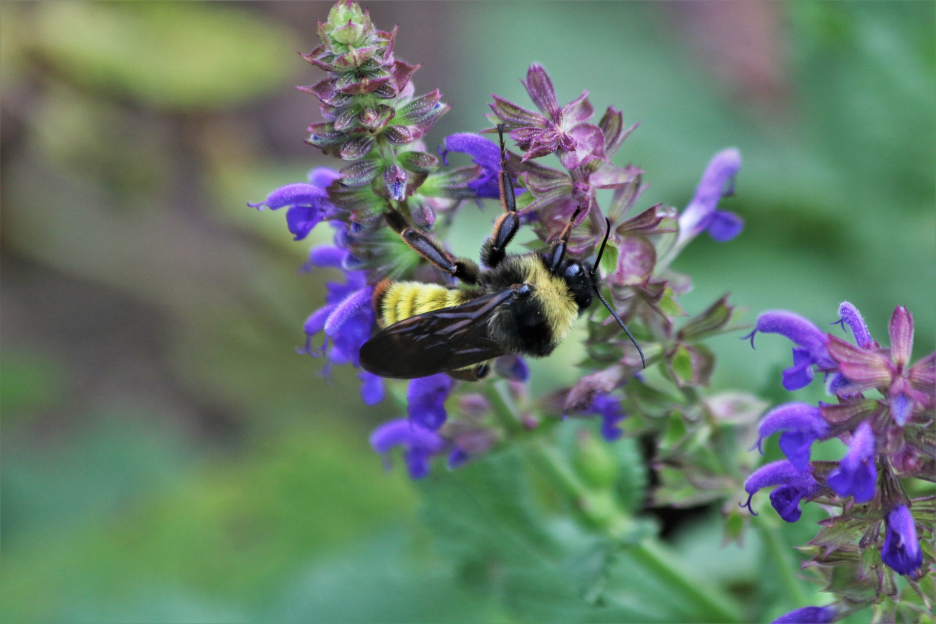 Close-up of a bumble bee on purple salvia flowers.