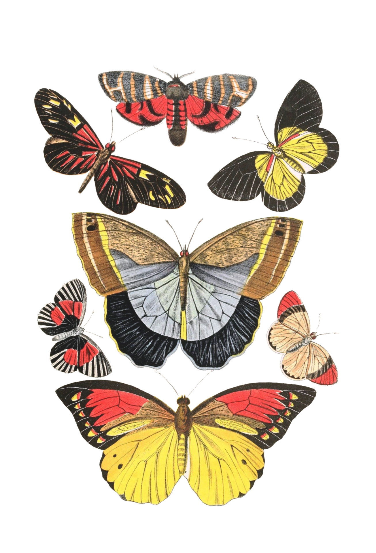 Butterflies Set Vintage Clipart