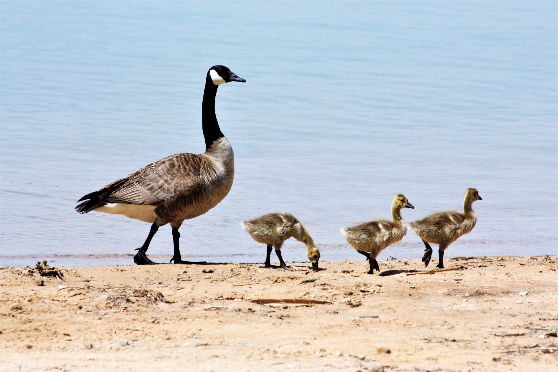 Canada Goose And Goslings On Beach