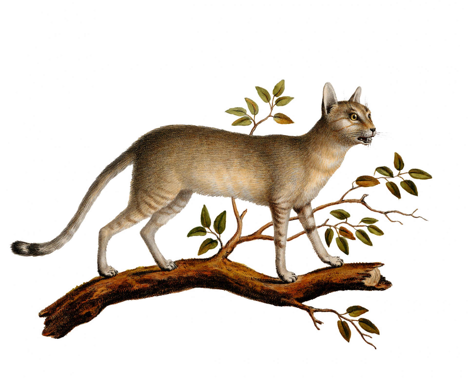 Vintage illustration of a cat in a tree from 1835 on white background