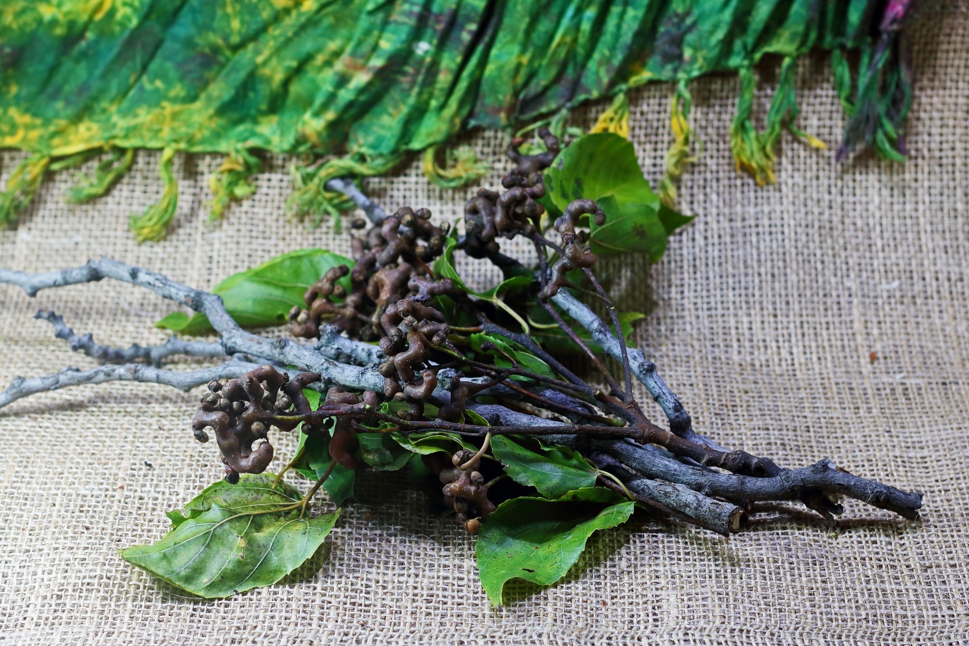 clusters of ripe japanese raisins with twigs and green leaves on a piece of hessian with fringed green cloth